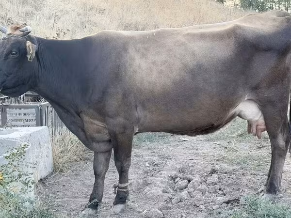 بقرة, Ukrainian Brown Dairy Cattle