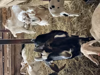 Goat, Nubian Goat — photo 5