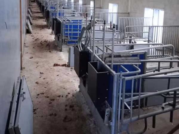 母猪, Pigs