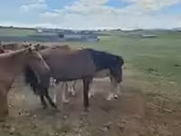 Caballo, Caballos — foto 6