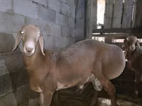 كبش, Arashan sheep — الصورة 1
