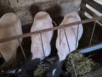 Oveja, Dorper sheep — foto 1