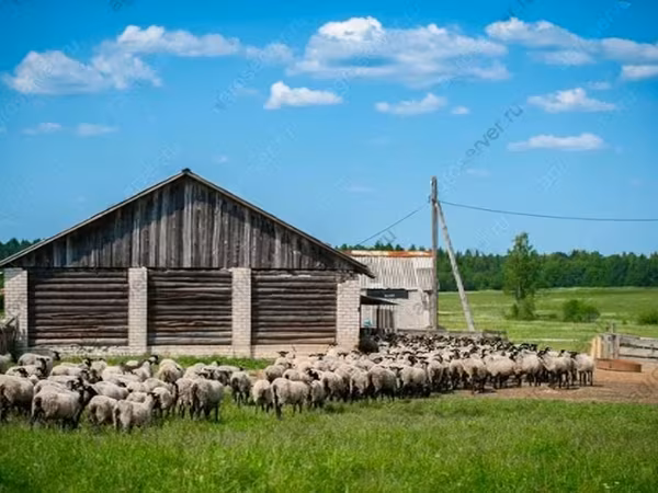 Ram, Romanov sheep