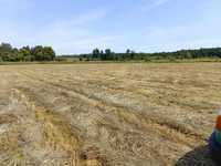 Сено луговое 2025 — photo 3