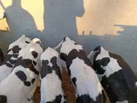 Toro, Raza Holstein — foto 1