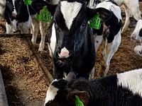 Kuh, Russian Black pied cattle — Foto 7