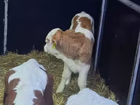 公牛, Limousin cow — 照片 2
