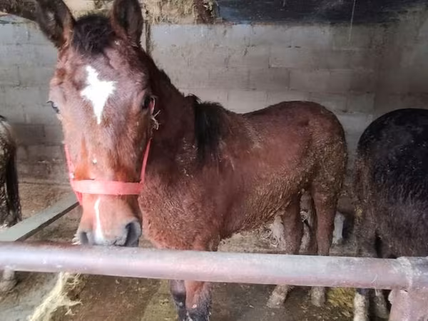 Horses