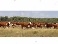 Vaca, Raza Holstein — foto 4