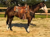 母马, American paint horse — 照片 4