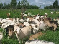 母山羊, Goats — 照片 1