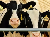 Cow, Holstein breed — photo 5