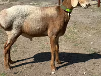 Ram, Arashan sheep — photo 5