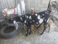 बकरा, Beetal goats — फ़ोटो 8