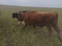 सांड, Russian Black pied cattle — फ़ोटो 2