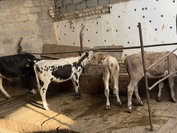 Бык, Чёрно-пёстрая корова