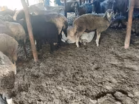 Oveja, Ovejas — foto 1