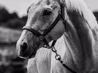 Caballo, Quarter Horse — foto 6