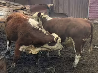 公牛, Aberdeen-Angus — 照片 2