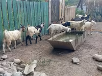 公山羊, Pomellata goat — 照片 7