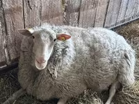 Widder, Romanov sheep — Foto 5