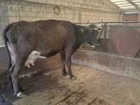 Bull, Cattle — photo 4