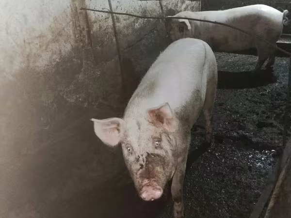 母猪, Pigs