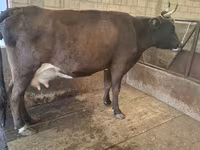 Bull, Cattle — photo 6