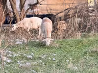 نعجة, Katum sheep — الصورة 3