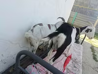 عنزة, Saanen goat — الصورة 2