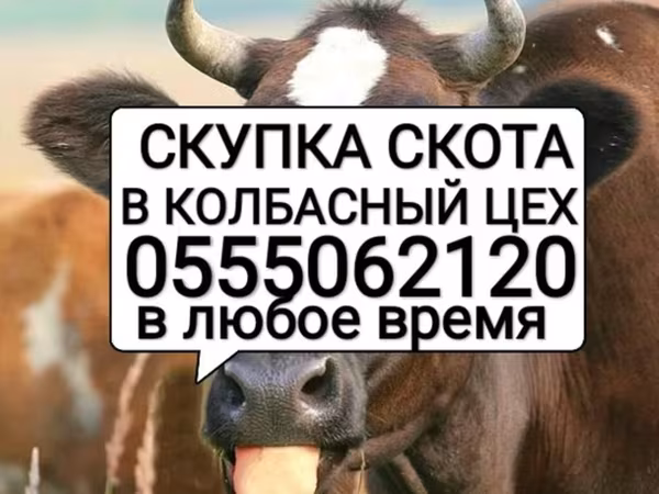 Колбасный цех : Коровы, быки, Лошади, кони, | Круглосуточно, Любое состояние, Забитый