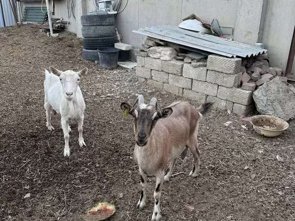 母山羊, Goats — 哈萨克斯坦