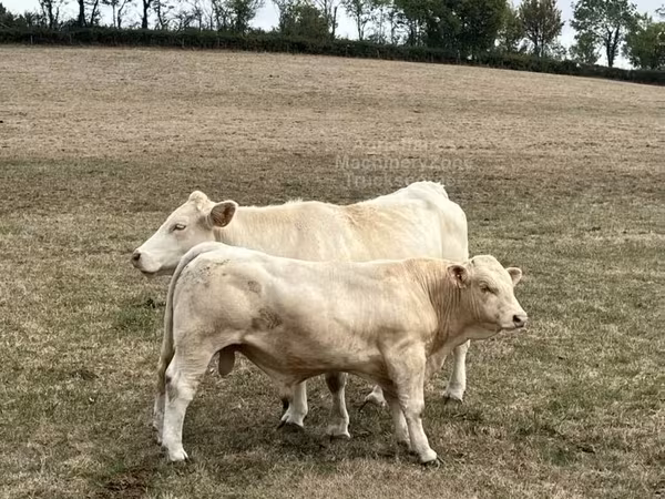 Bull, Charolais cattle