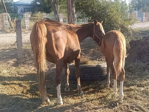 母马, Horses — 吉尔吉斯斯坦