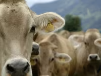 公牛, Holstein breed — 照片 3