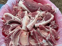 公羊, Sheep — 照片 5