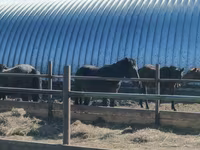 Horse (M), Horse breed — photo 2