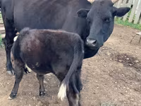 Vaca, Ganado vacuno — foto 1