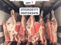 母牛, Cattle — 照片 1