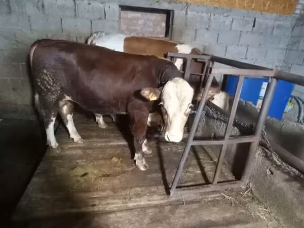 ثور, Simmental cattle — قيرغيزستان