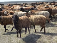 公羊, Sheep — 照片 1