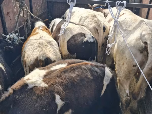 公牛, Cattle