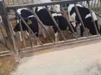 公牛, Holstein breed — 照片 5