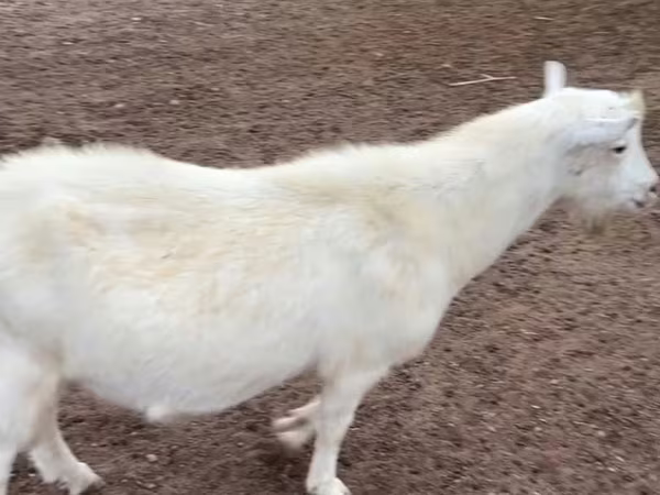 Billy Goat, Saanen goat