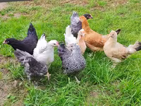 Chickens — photo 1