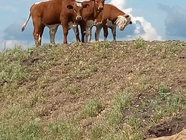 母牛, Cattle — 俄罗斯
