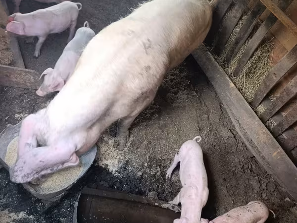 母猪, Ландрас