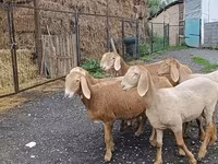 Schaf, Arashan sheep — Foto 5