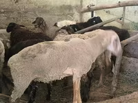 公羊, Hissar sheep — 照片 8