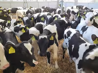 公牛, Cattle — 照片 2